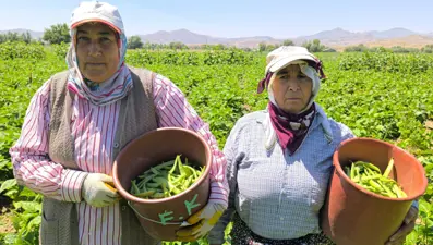Fiyatı düştü, kilosu 20 TL: Zor şartlar altında hasat