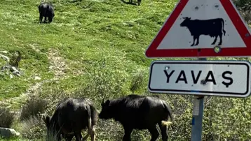 İstanbul'un siyah incileri. Meralar küçüldü, sayıları azaldı