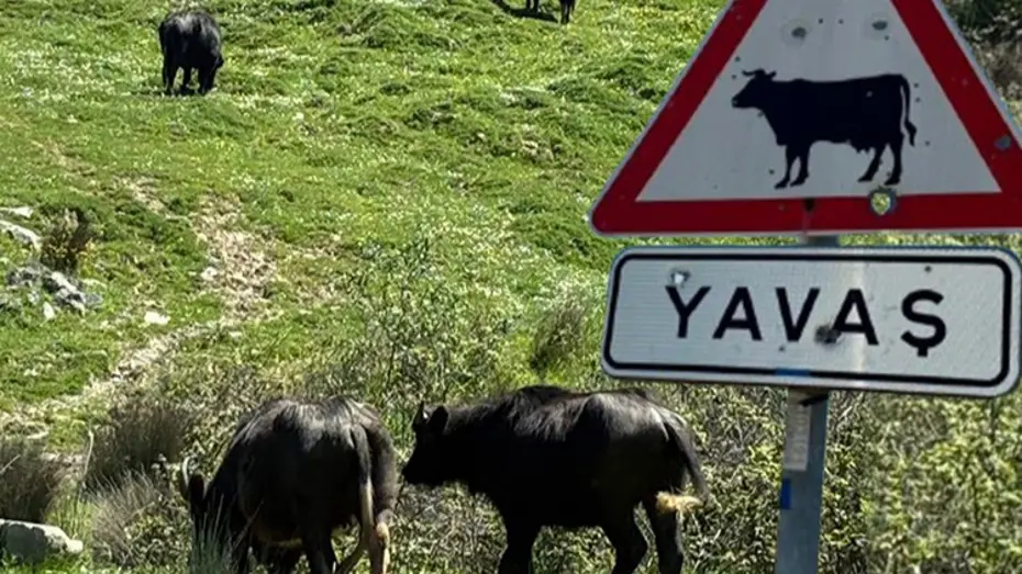 İstanbul'un siyah incileri. Meralar küçüldü, sayıları azaldı