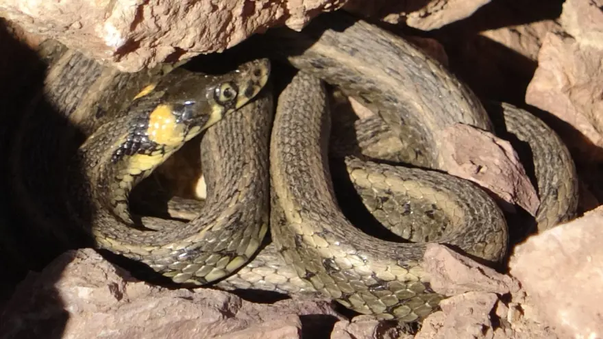 İNSANLARDAN KAÇIYORLAR 5