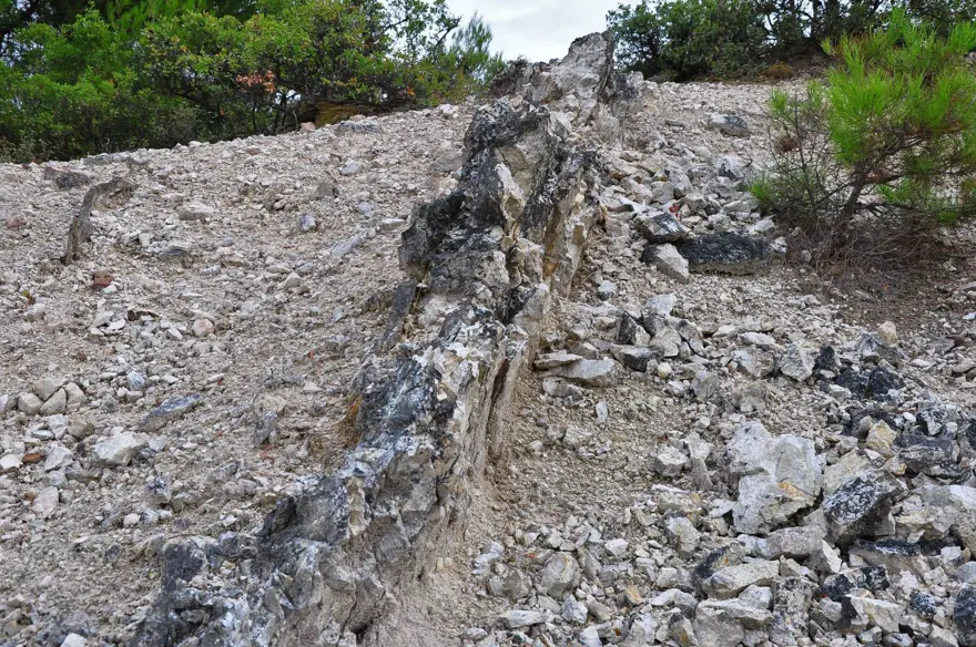 21 milyon yıllık fosil ağaç ormanı tehlikede 12