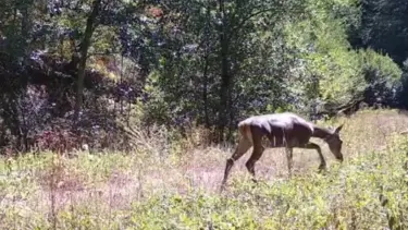 Bolu'da nadir görülen kızıl geyikler görüntülendi