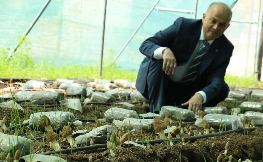 Kuzugöbeği mantarı, Türkiye’de ilk defa üretildi: Tazesinin kilosu 400, kurusu 3 bin lira 1 Kuzugöbeği mantarı, Türkiye’de ilk defa üretildi: Tazesinin kilosu 400, kurusu 3 bin lira 1