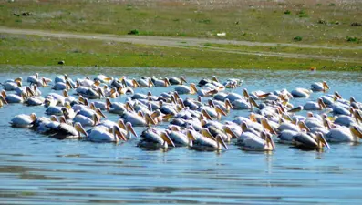 Frig Vadisi pelikanlara ev sahipliği yapıyor