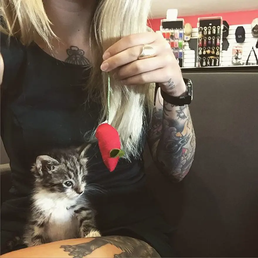 Hayatını kedileri kurtarmaya adadı 323