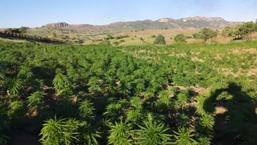 Diyarbakır'da 2 milyon 452 bin kök Hint keneviri ele geçirildi