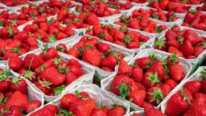 Çilek ihracatı, yılın ilk çeyreğinde yüzde 333 arttı