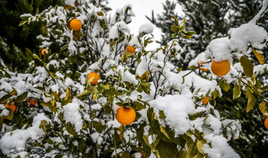 Antalya’ya 29 yıl sonra kar yağdı 41 Antalya’ya 29 yıl sonra kar yağdı 41