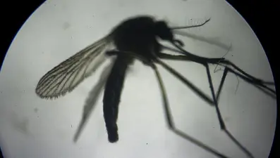 Hindistan'da zika virüsü alarmı