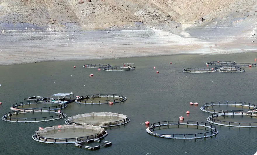 ''YAKLAŞIK BİN TON ALABALIK VE DİĞER TÜRLER YOK OLABİLİR'' 2