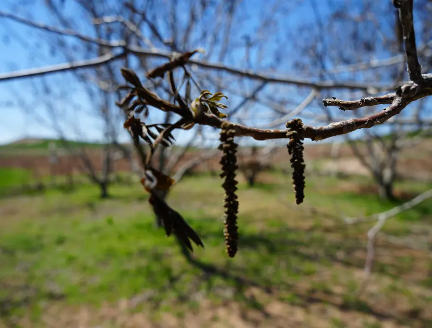 Zirai don, meyve bahçelerinde ürün bırakmadı: "22 yıldır ilk kez bu kadar şiddetli oldu 2