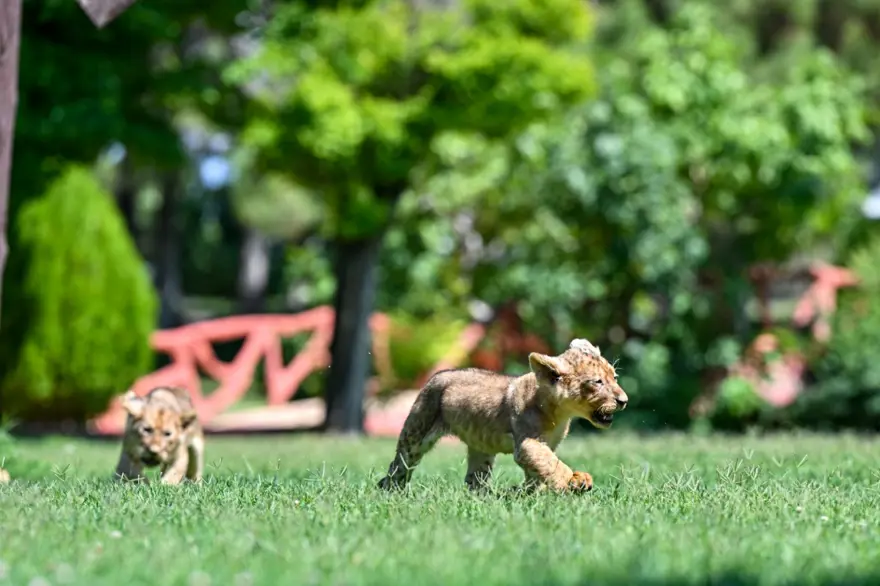 Erdoğan'ın aslanlarına isim aranıyor: Anketle belirlenecek 