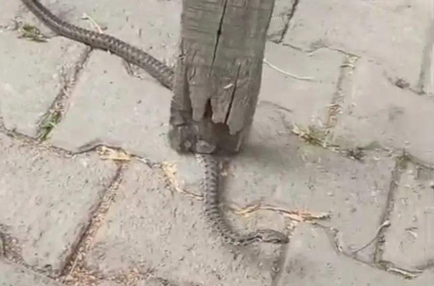 Mahalleli 3 gün nöbet tuttu: Bir ilde yılan paniği 