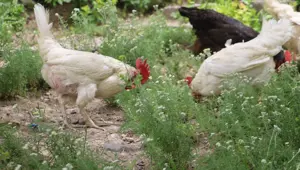 Kene kabusuyla doğal mücadele: Tavuk besleyerek tedbir