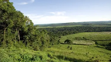 Yeryüzünde 60 binden fazla tür ağaç var