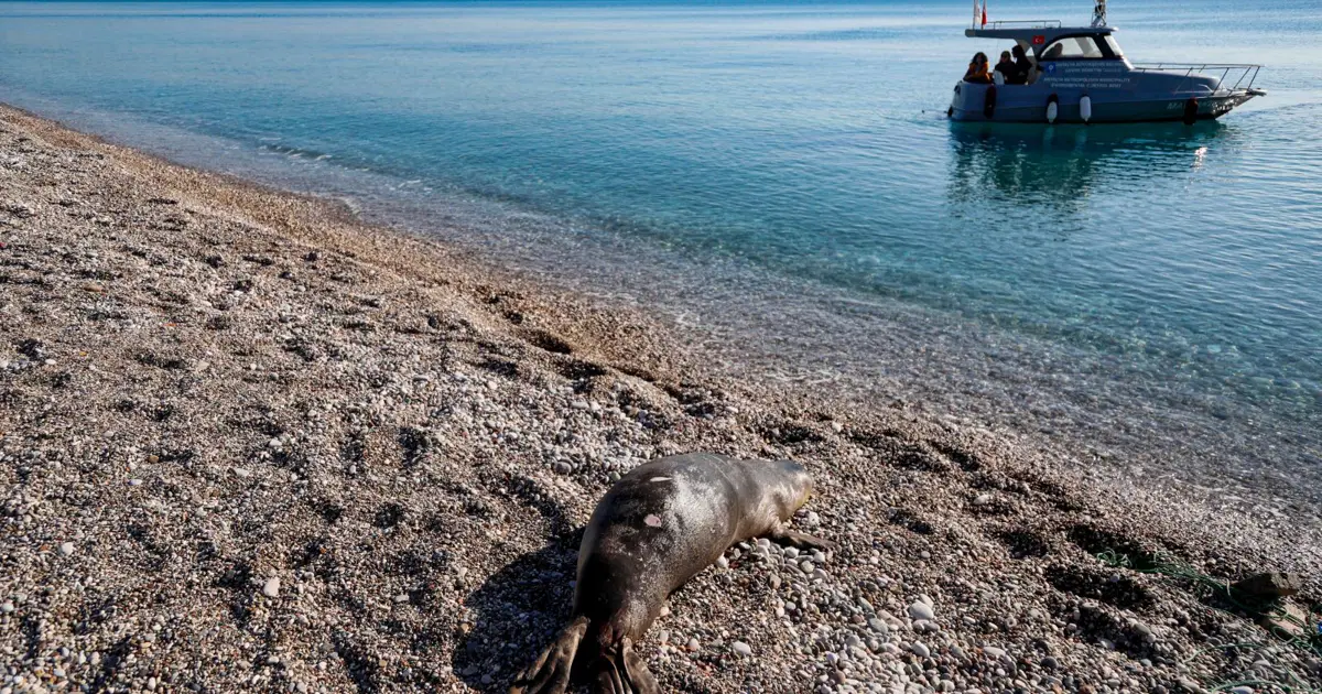 Antalya'nın Konyaaltı sahili açıklarında ölü yavru Akdeniz foku bulundu ...