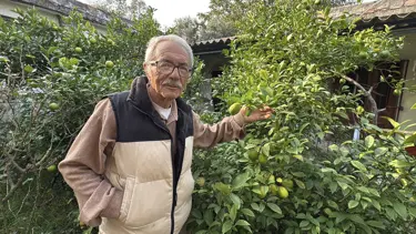 Almanya'da gördüğü meyveleri Samsun'da kimyasal ilaçsız yetiştiriyor