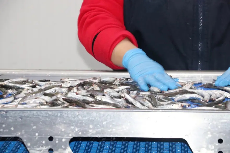 Tezgahlarda fırtına etkisi: Balık fiyatlarına yansıdı 6 Tezgahlarda fırtına etkisi: Balık fiyatlarına yansıdı 6