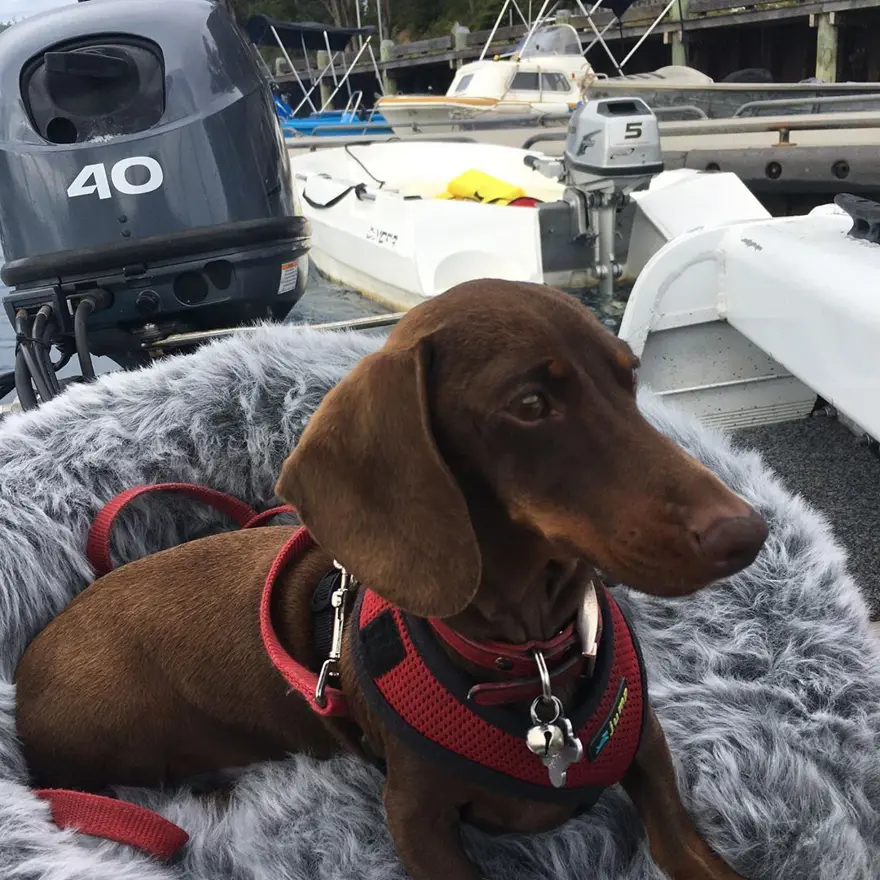 ESKİ SAİHİBİ VE YENİ SAHİBİ SOSYAL MEDYADA DESTEK İSTEDİ 3 ESKİ SAİHİBİ VE YENİ SAHİBİ SOSYAL MEDYADA DESTEK İSTEDİ 3