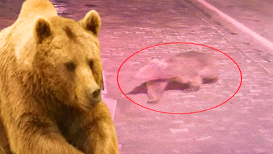 Bursa’da ayı alarmısürüyor: Camilerden anons yapıldı, tuzaklar kuruldu