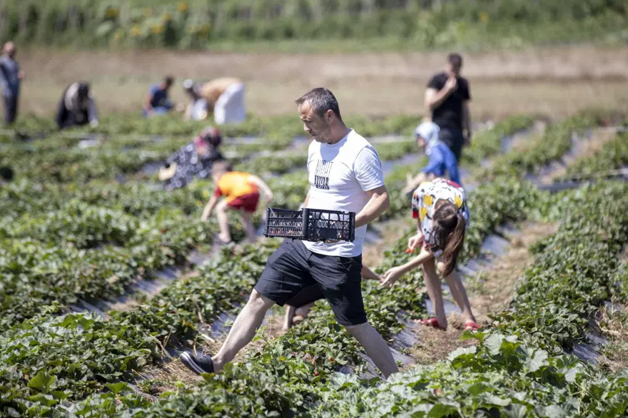 Marketten almak yerine tarladan topluyorlar | Hafta sonu ailelerakın ediyor: “Bu aromayı Türkiye'nin başka yerinde bulma şansınız yok” 13 Marketten almak yerine tarladan topluyorlar | Hafta sonu ailelerakın ediyor: “Bu aromayı Türkiye'nin başka yerinde bulma şansınız yok” 13