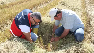 Saat 10.00 gibi hasat başlıyor: Üreticiler bu yıl rekolteden memnun