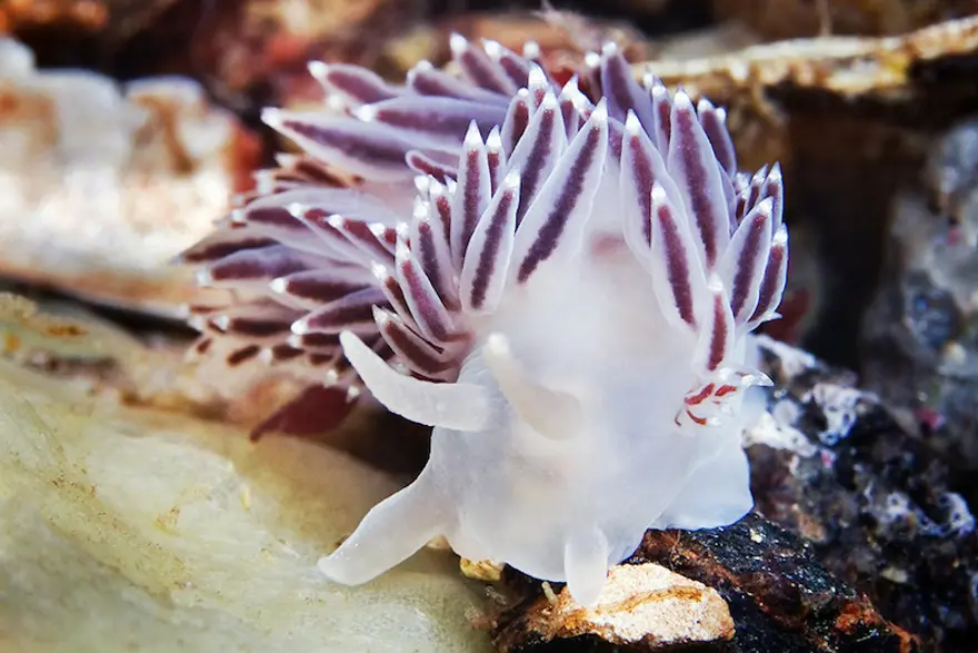 Beyaz Deniz'in harikaları 54