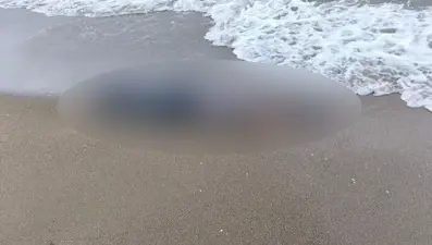 Kayıp olarak aranıyordu, cansız bedeni bulundu