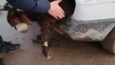 Kuzuları fara gizlediler (Ağızları ve ayakları bantlanmış halde)