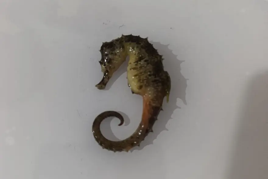 Balıkların arasından çıktı: Evinde pişirmek için almıştı 3