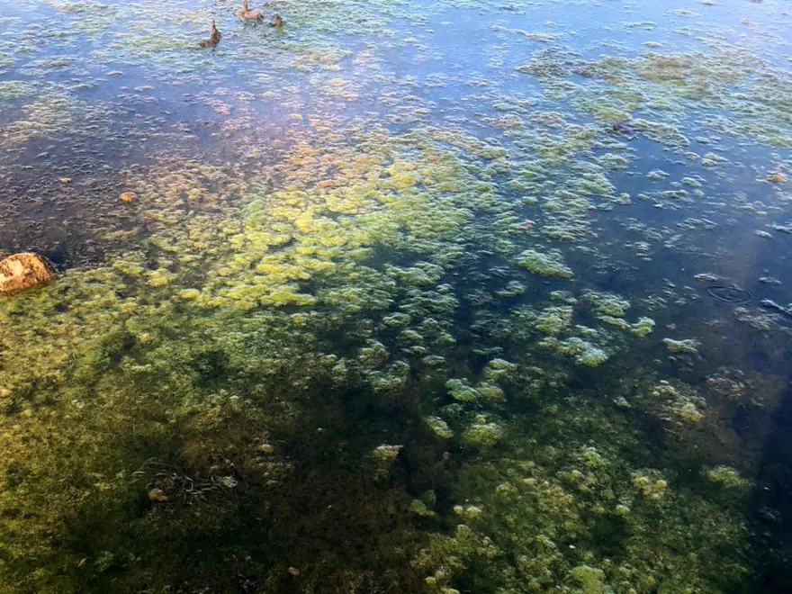 Su kaynaklarında siyanotoksin tehlikesi 