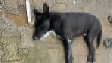 Bodrum’da hayvan katliamı: Dört köpek ve iki kedi zehirlendi
