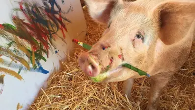 Ressam domuz "Pigcasso" hayatını kaybetti