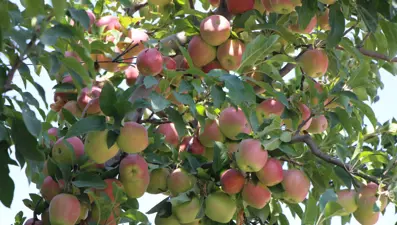 Kışın antifriz, yazın yabani otlarla korudu: Hasadına başladı