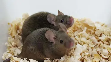 Genetikte devrim: İki babadan dünyaya gelen farelerin yavruları oldu