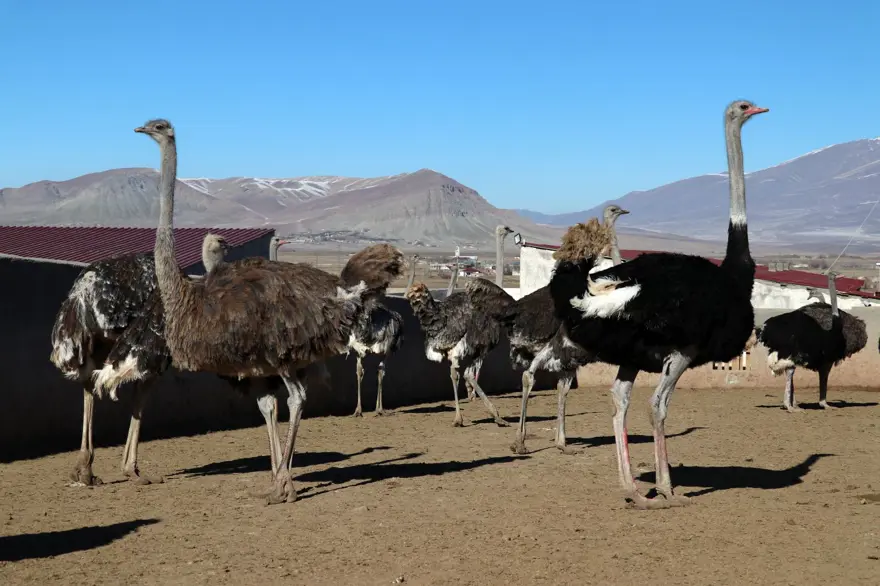 "Batarsın" dediler, kimseyi dinlemedi! 20 bin deve kuşu hedefliyor 7 "Batarsın" dediler, kimseyi dinlemedi! 20 bin deve kuşu hedefliyor 7