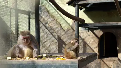 Yeni ailesi "Fıstık"ı kabul etti!