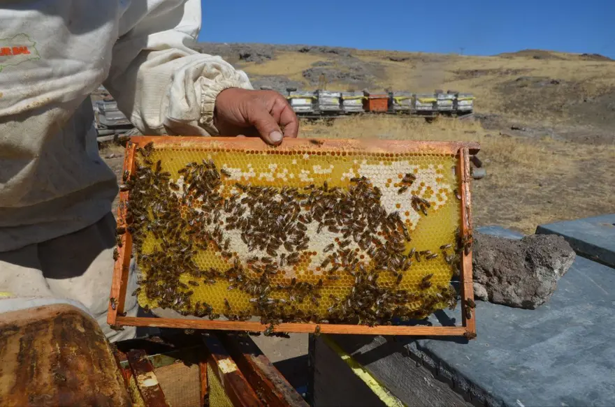 Bin 200 TL'den satılıyor: Bu yıl verim yüksek 1