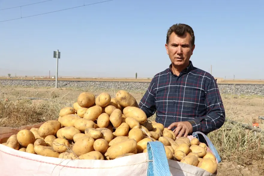 Fiyatı 4 liraya düştü! İklim değişti, aynı dönemde hasat edildi 3