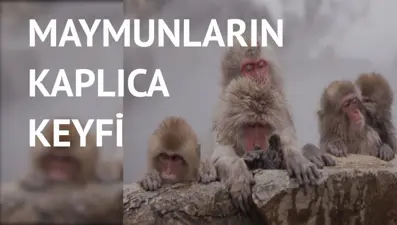 Dondurucu soğukta sıcak suda yüzüyorlar