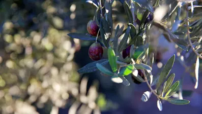 Türkiye'nin zeytin üretimi 2024'te rekora ulaştı