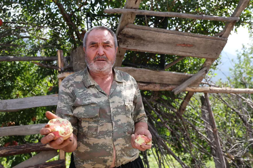 Geçen yıl 20 TL'ydi, bu yıl 80 TL: 900 rakımda yetişiyor 3