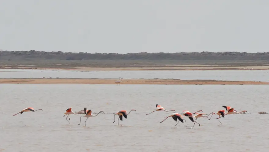 Tuz Gölü'nün misafirleri flamingolar gelmeye başladı 10