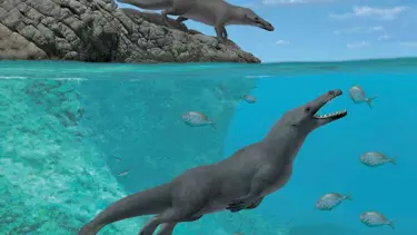 Peru'da 4 bacaklı balina fosili keşfedildi