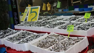 Rize’de kilo fiyatı 5 TL’ye düşen istavrit, kasayla satılıyor