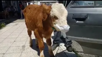 Rahatsızlanan buzağıyı maske takıp veterinere götürdüler