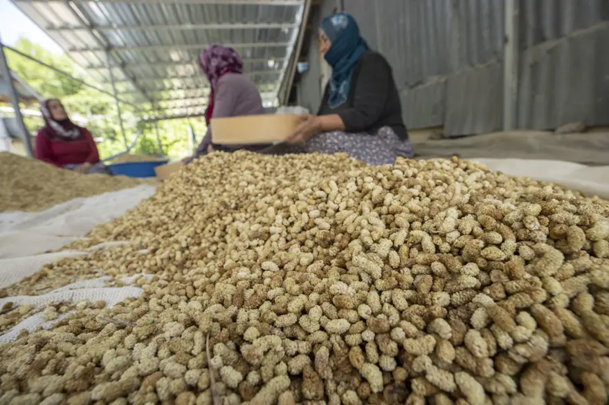 "ULUKALE DUTU ENDEMİK DİYEBİLİRİZ" 10