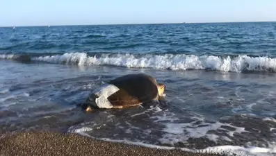 Yaralı caretta caretta özgürlüğüne kavuştu