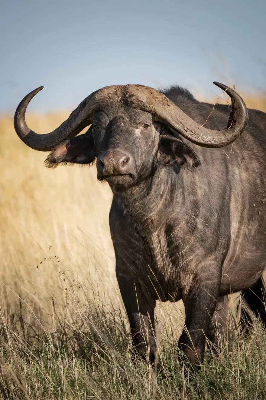 Ayollarga nisbatan zoravonlik pornosini tomosha qiling