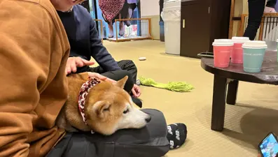 Tokyo'da gençlerin gözdesi: Yavru köpekli kafeler